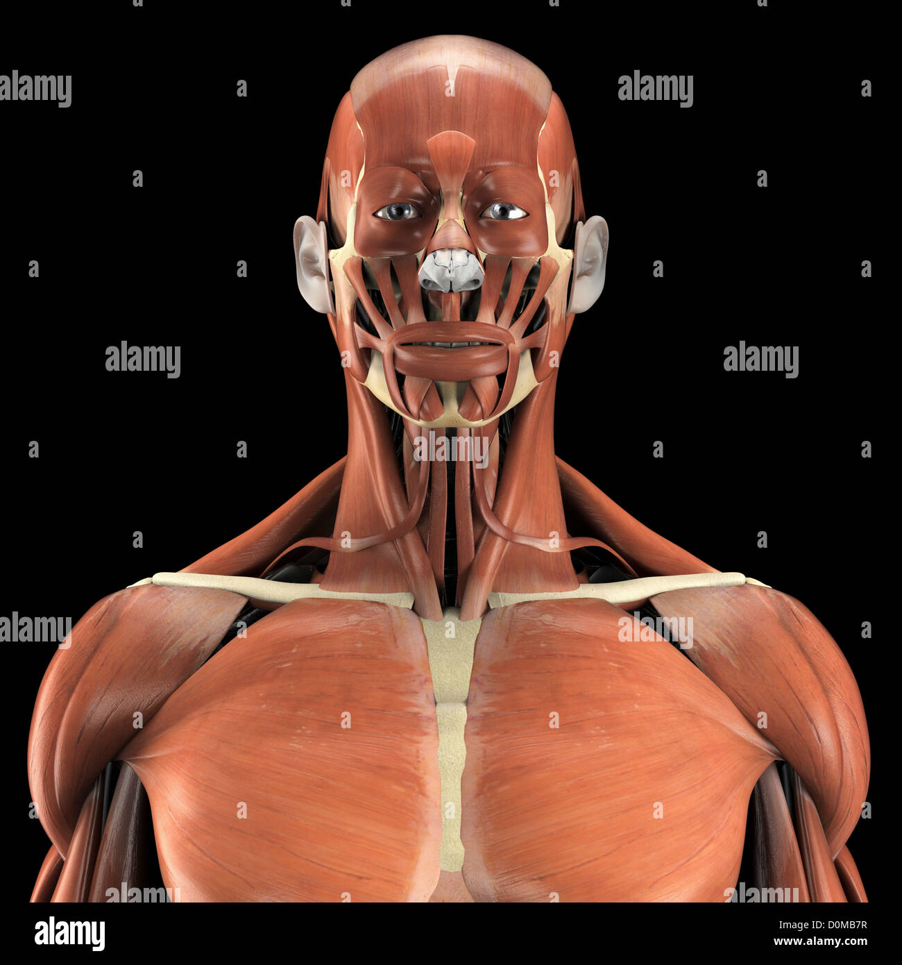 Ein menschliches Modell Deltoid und Pectoralis großen sowie Muskeln im Nacken und Gesicht zeigen. Stockfoto