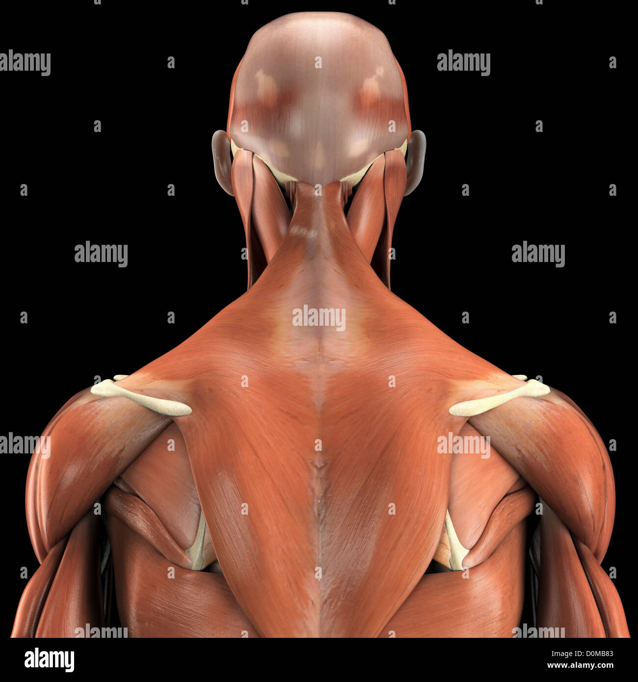 Ein menschliches Modell zeigt den Deltamuskel und Trapezius sowie Muskeln im Nacken und Gesicht. Stockfoto