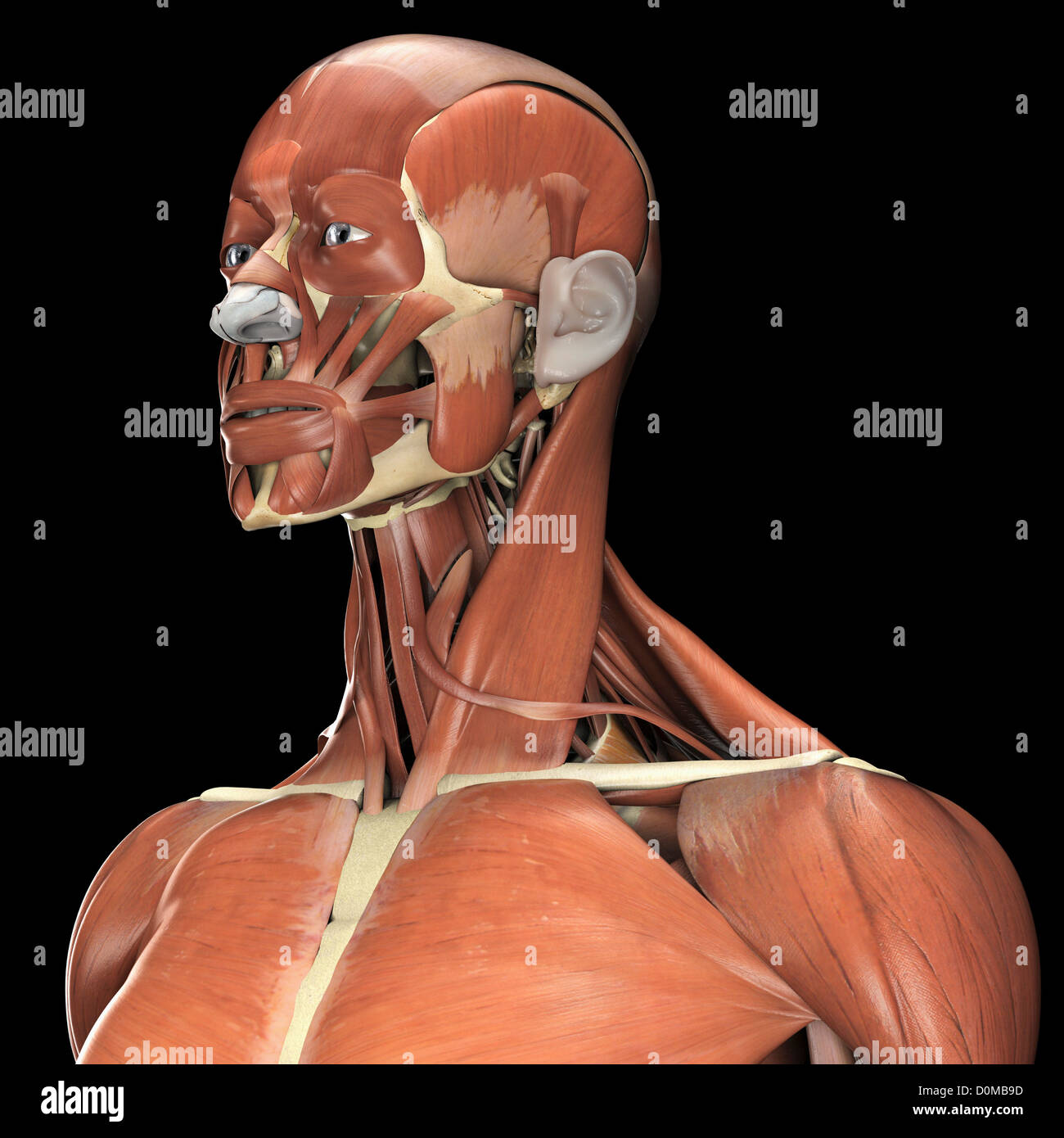 Eine Mensch-Modell mit Muskeln im Gesicht und Nacken. Stockfoto