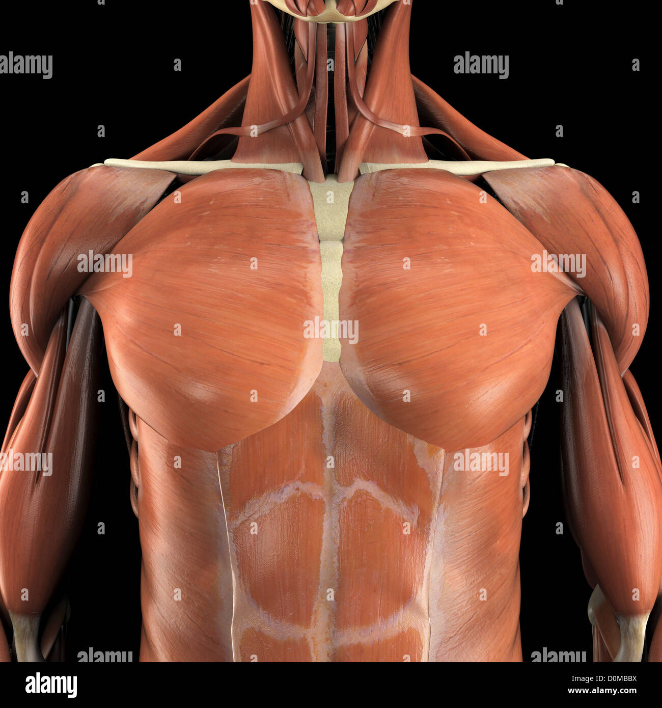 Anatomisches Modell zeigt den Pectoralis großen-und Bauchmuskeln. Stockfoto