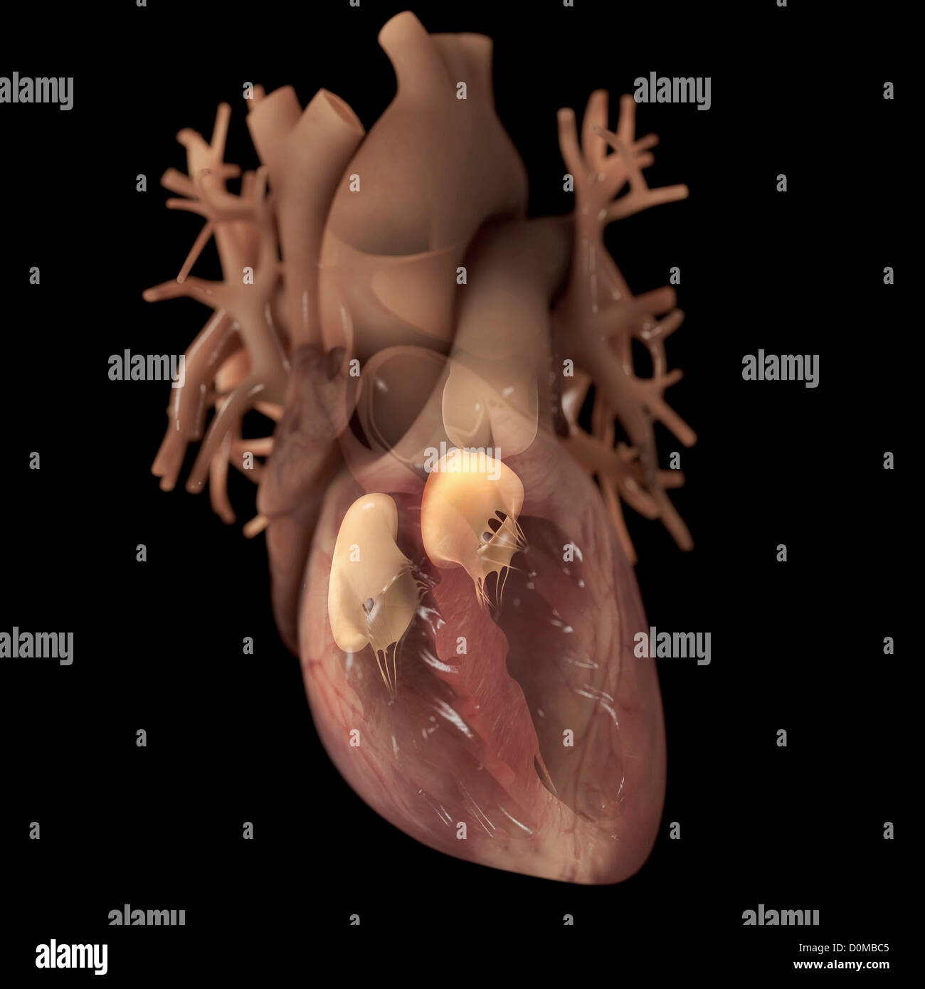 Diagramm eines Herzens, zeigt einen vorderen Schnitt. Die Ventile werden ebenfalls hervorgehoben. Stockfoto