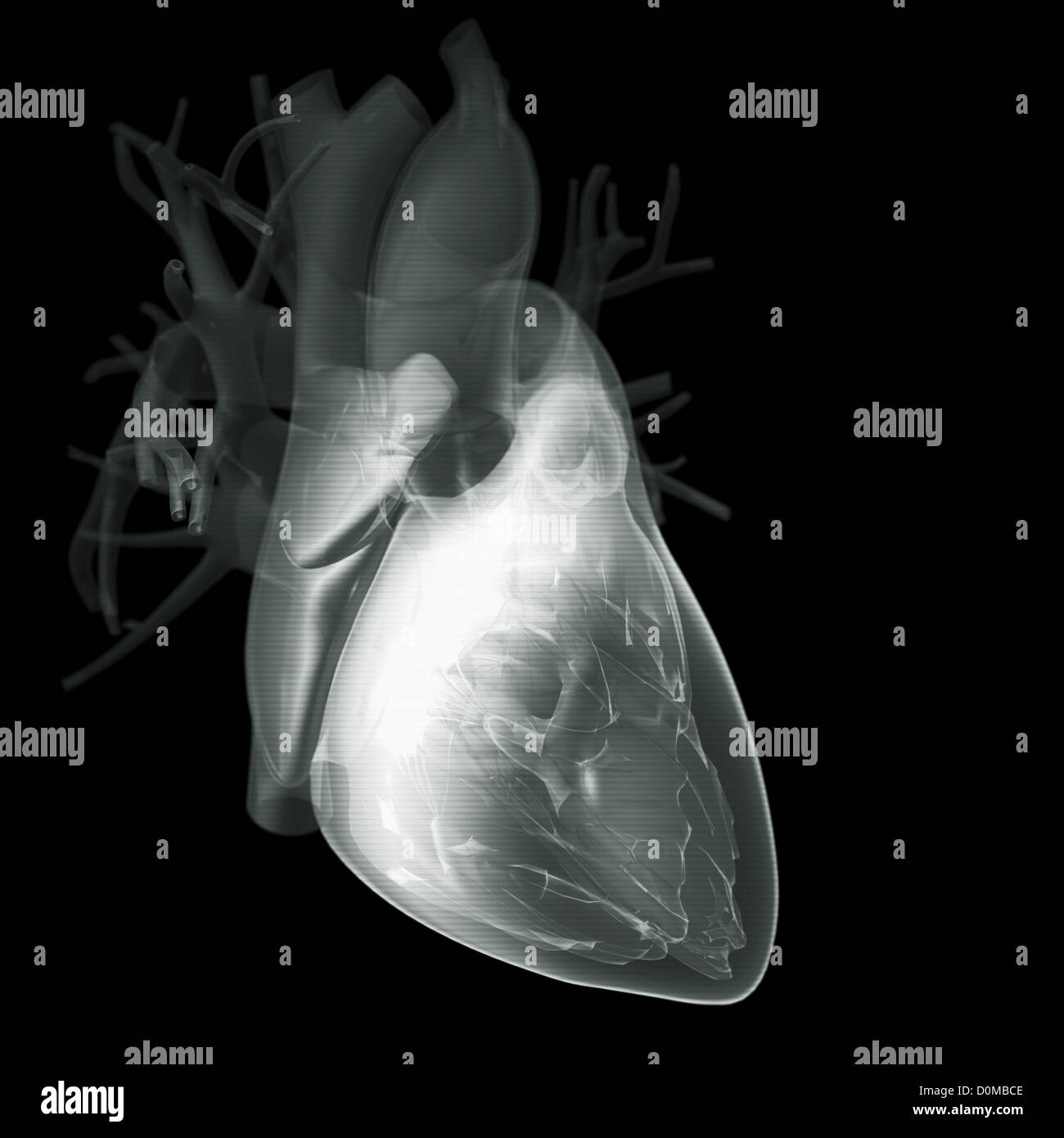 Diagramm eines Herzens. Stockfoto