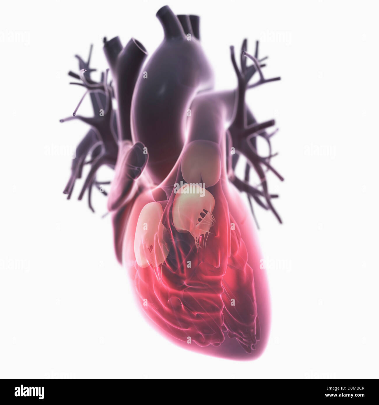 Diagramm eines Herzens, zeigt die Ventile. Stockfoto