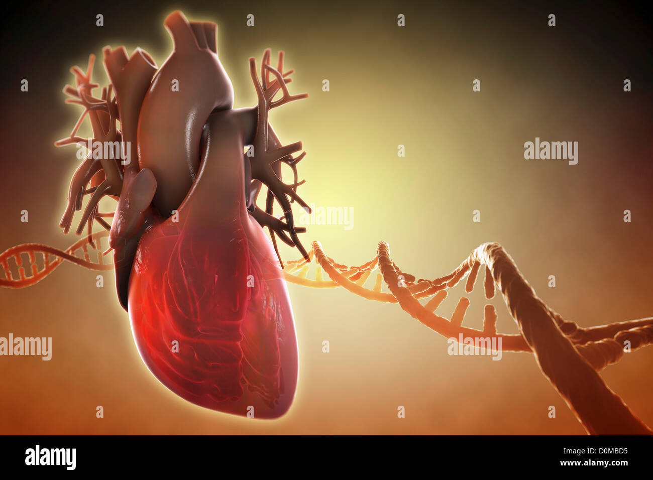 Diagramm eines Herzens, umgeben von einer Reihe von DNA. Stockfoto