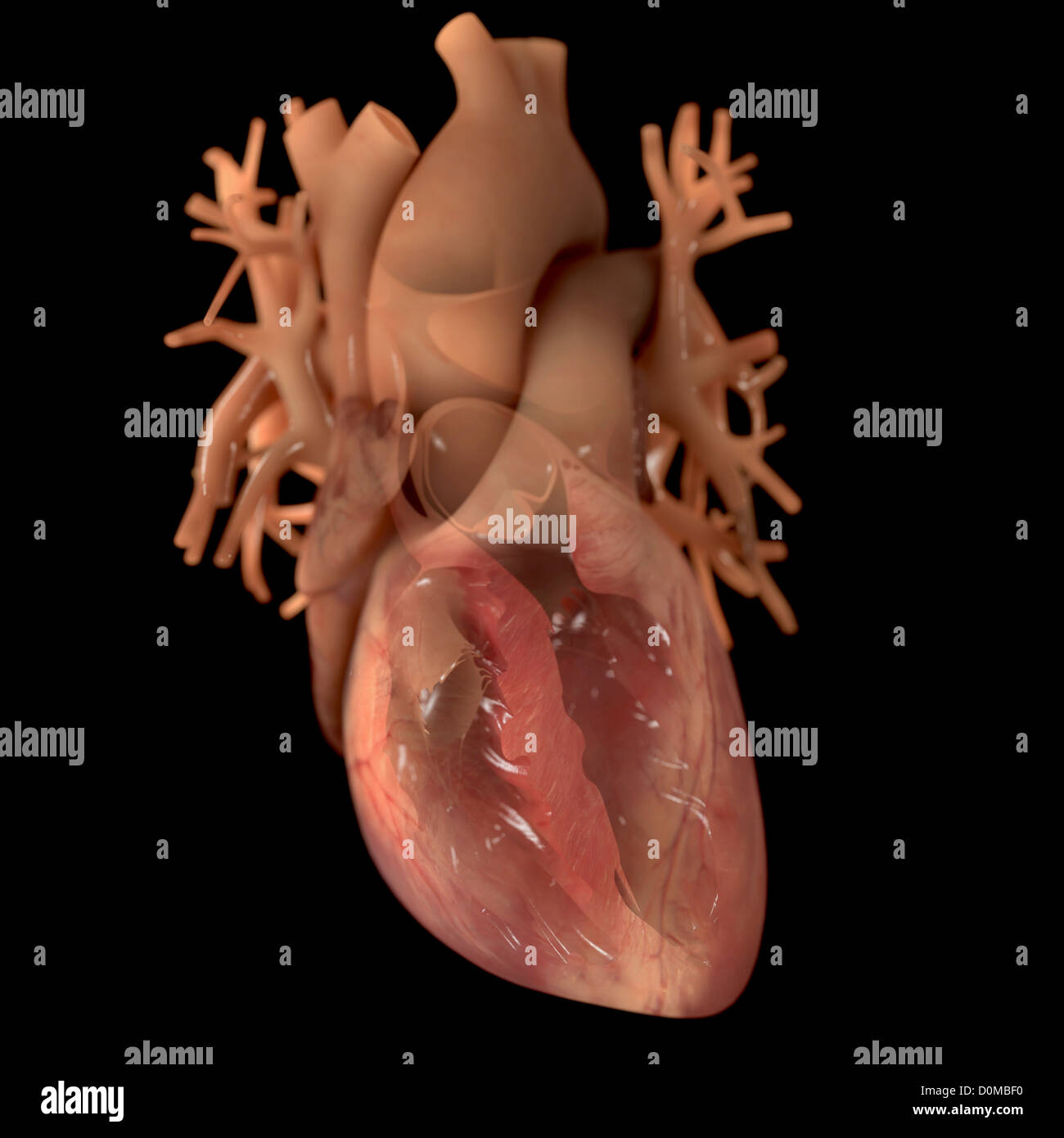 Diagramm eines Herzens, zeigt einen vorderen Schnitt. Stockfoto