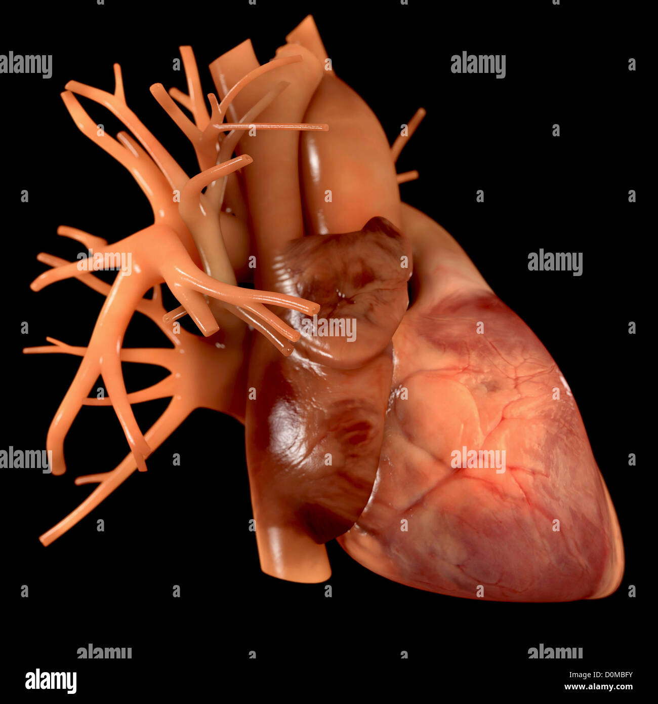 Diagramm eines Herzens. Stockfoto