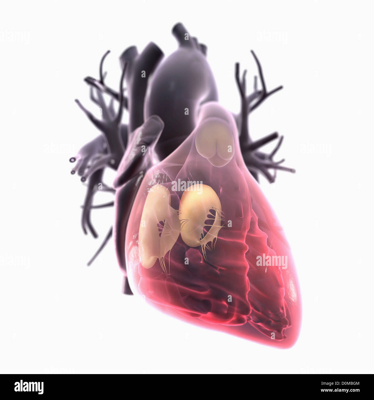 Diagramm eines Herzens. Stockfoto