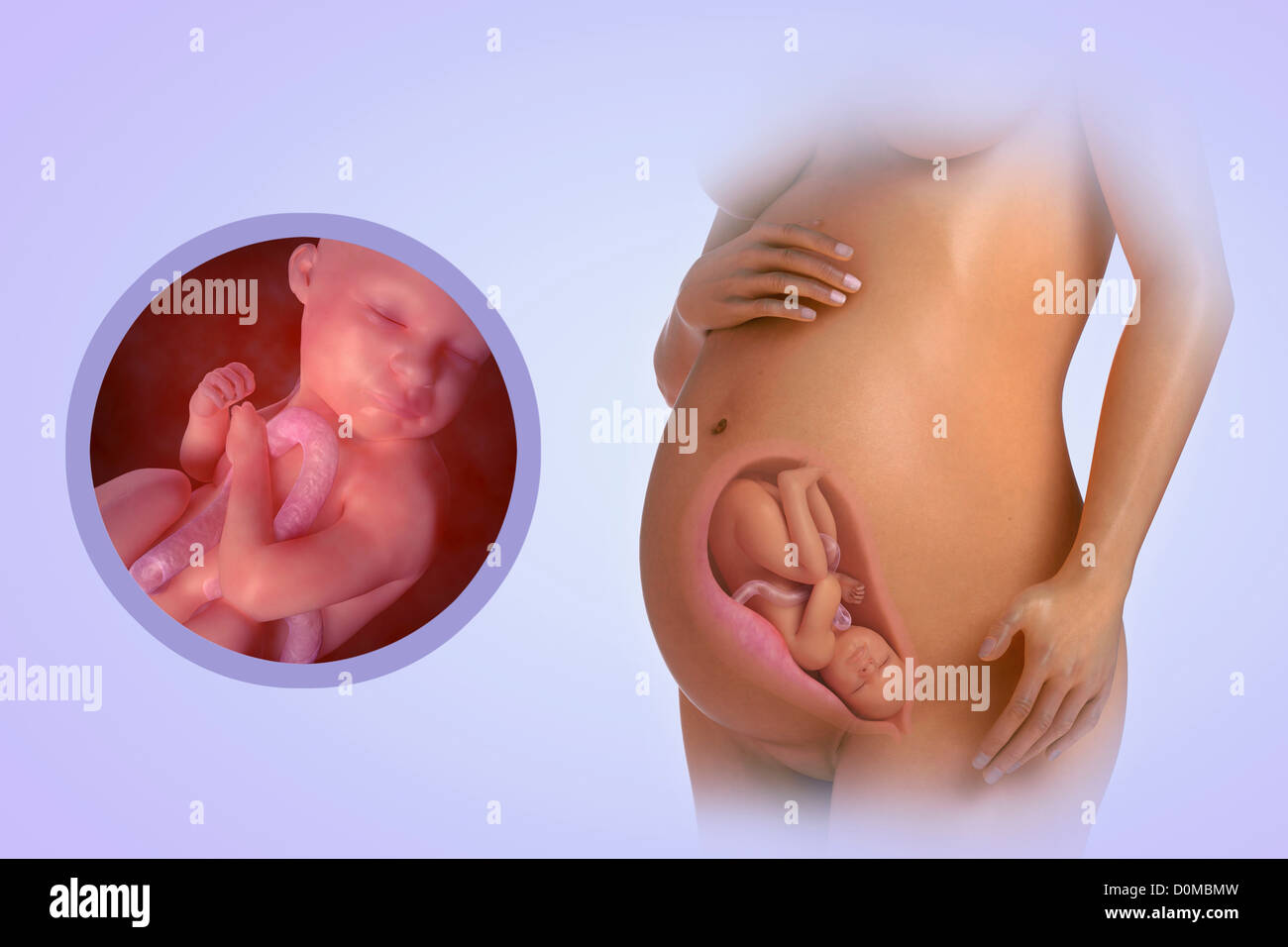 Ein menschliches Modell zeigt Schwangerschaft Woche 32. Stockfoto