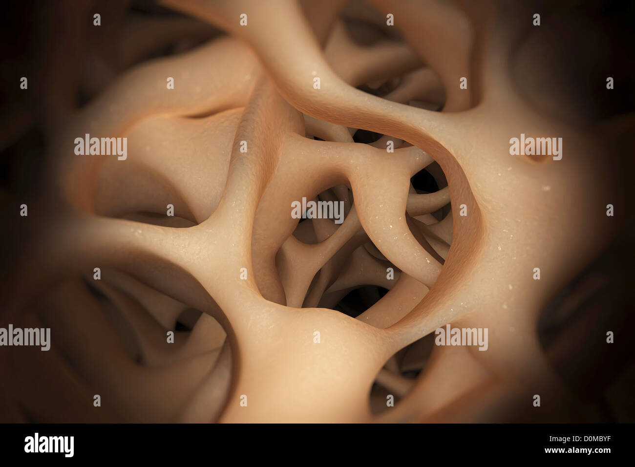 Perforierte Formationen der Spongiosa oder \