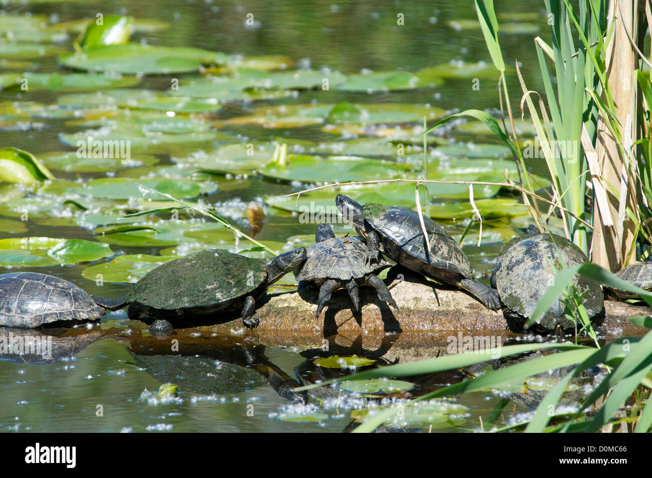 Gemalte Schildkröten auf einem Baumstamm in einem Teich Stockfoto