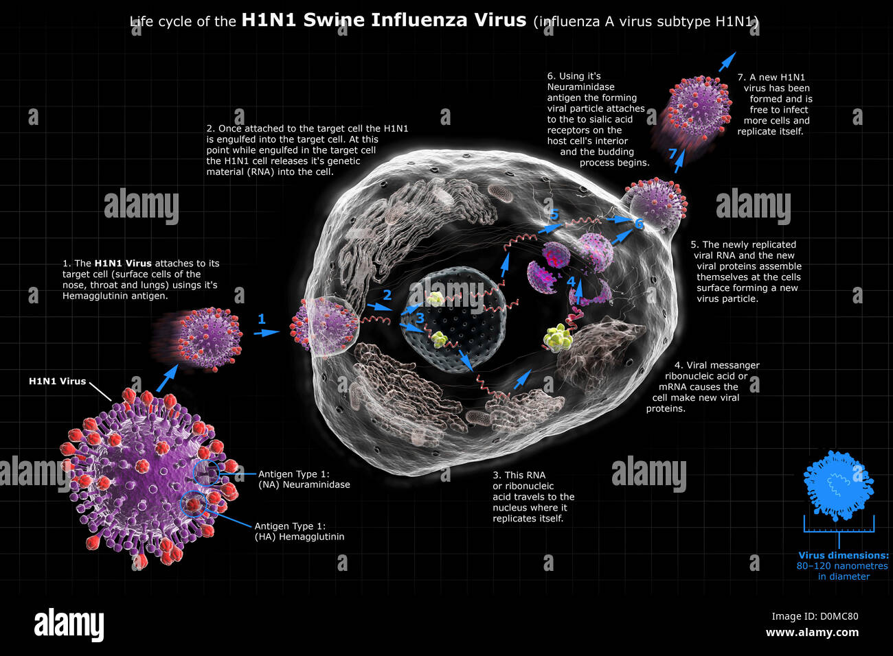 Das Diagramm zeigt den Lebenszyklus des H1N1-Schweinegrippe-Virus. Stockfoto