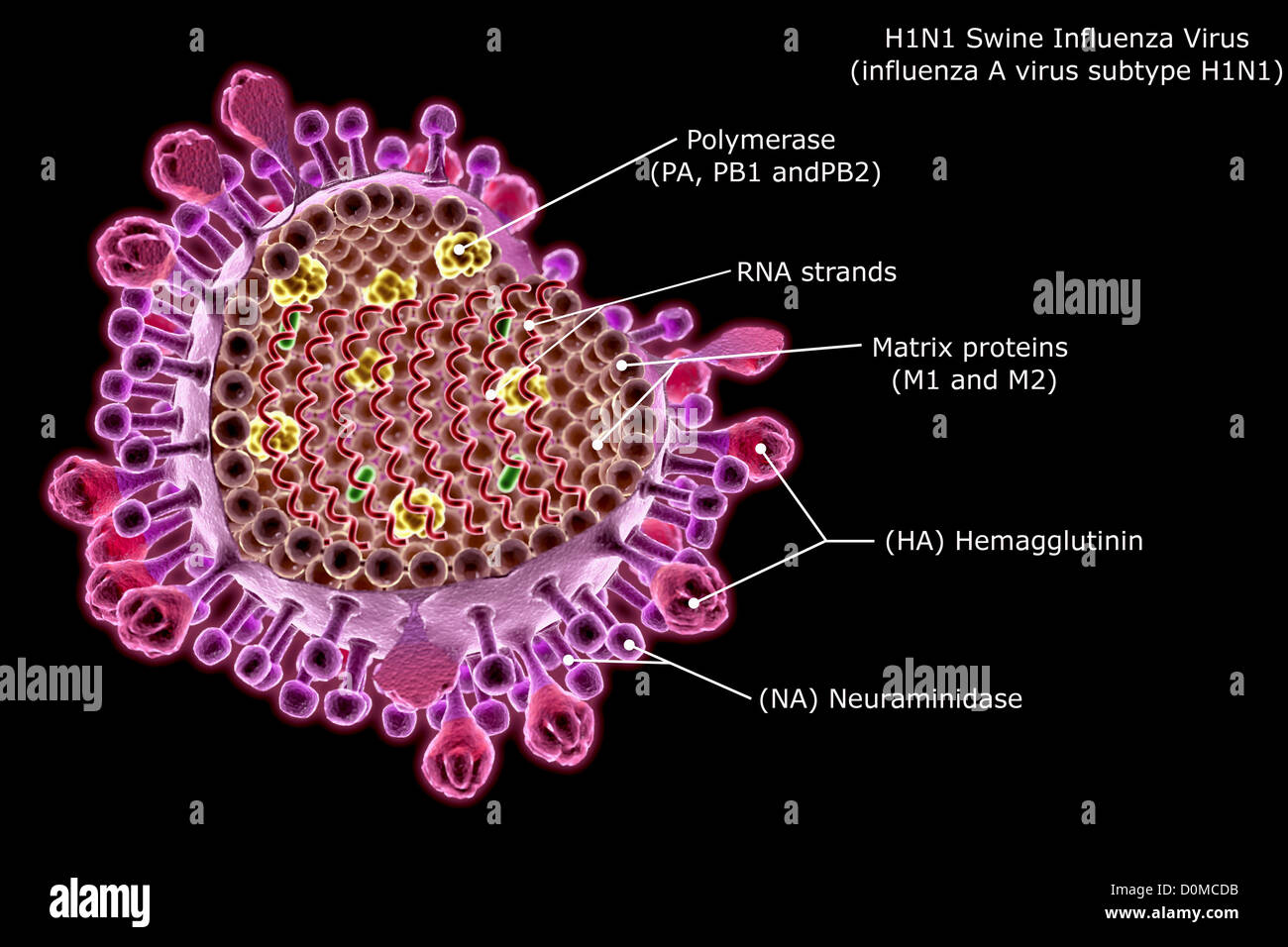 Schematische Darstellung einer H1N1 Schweinegrippe Viruspartikel mit Abschnitt Etiketten. Stockfoto