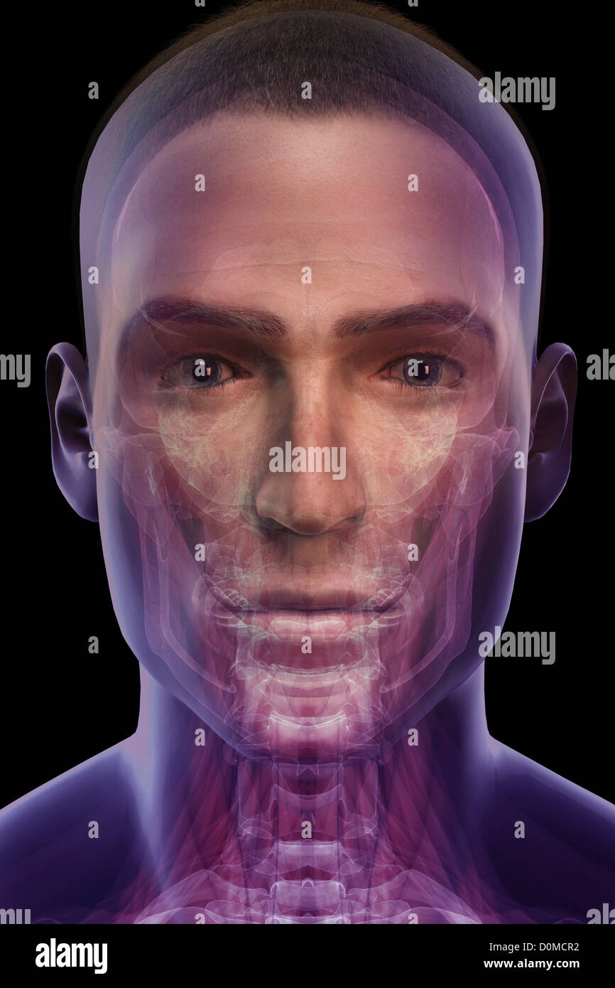 Ein menschliches Modell zeigt die Anatomie von Hals und Gesicht. Stockfoto