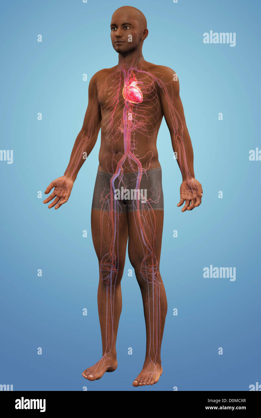 Anatomisches Modell des Afrikaner zeigt das Herz und die Herz-Kreislauf-System. Stockfoto