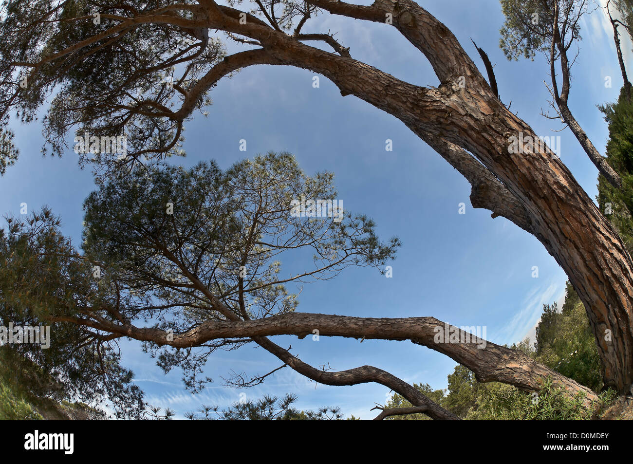 Eichen verformt durch den Wind, Caprera Insel Sardinien, Italien Stockfoto