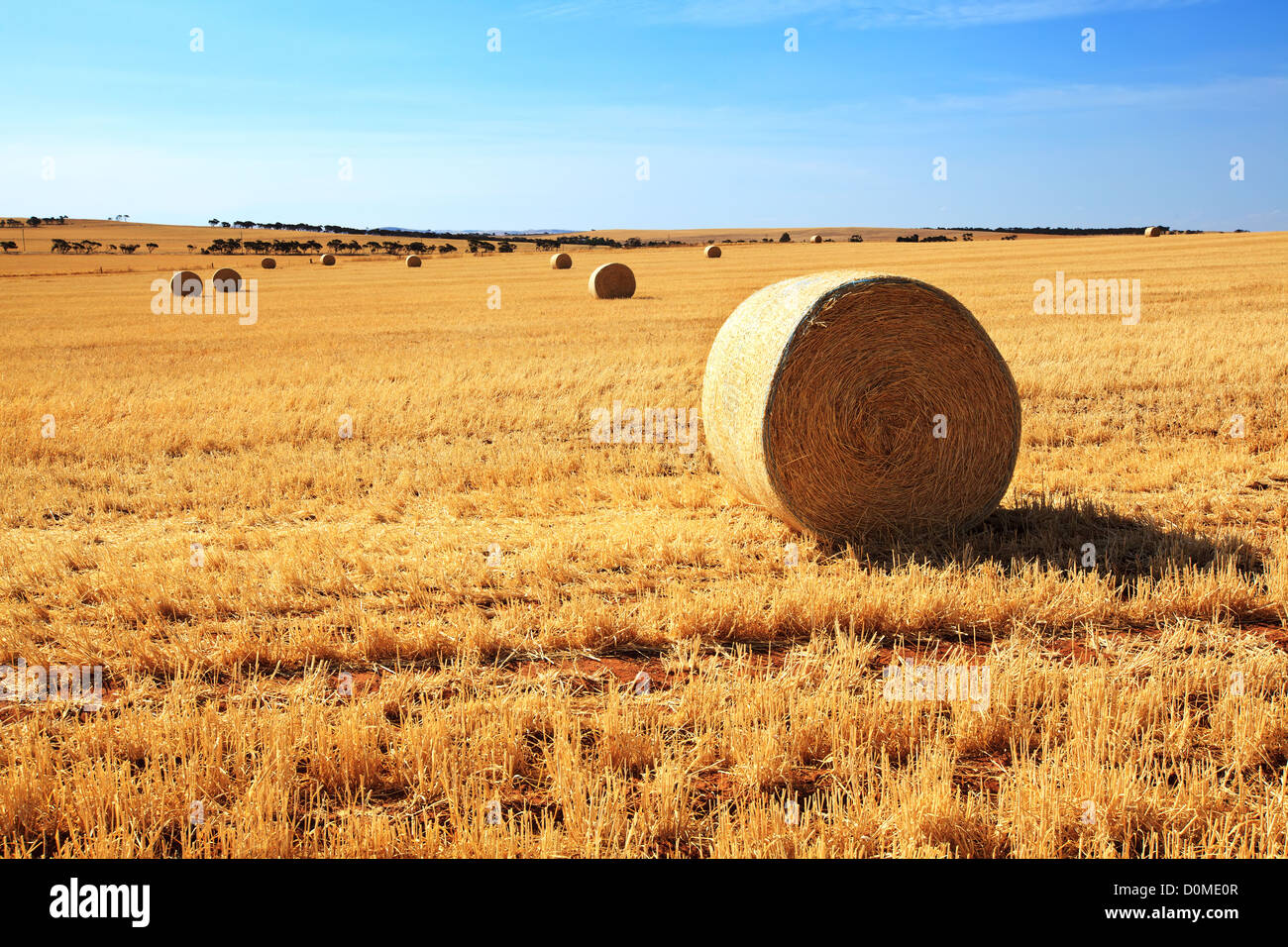 Heuballen in abgeernteten Feld Stockfoto