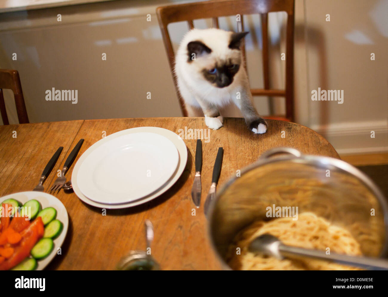 Siamkatze auf Tisch Stockfoto