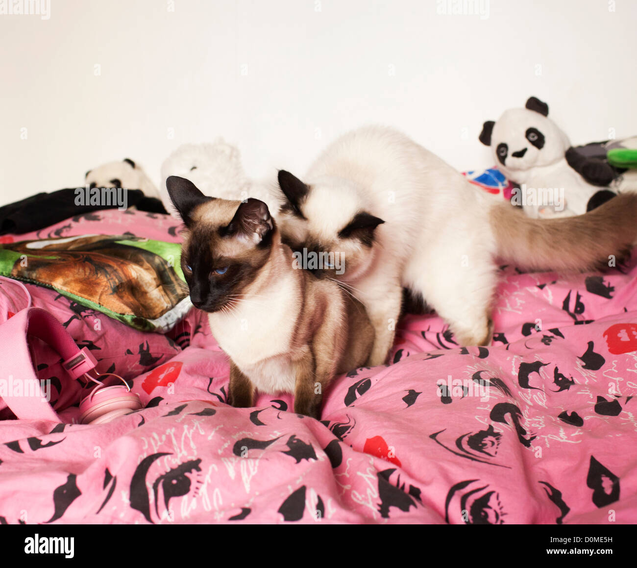 Zwei siamesische Katzen auf Bett Stockfoto