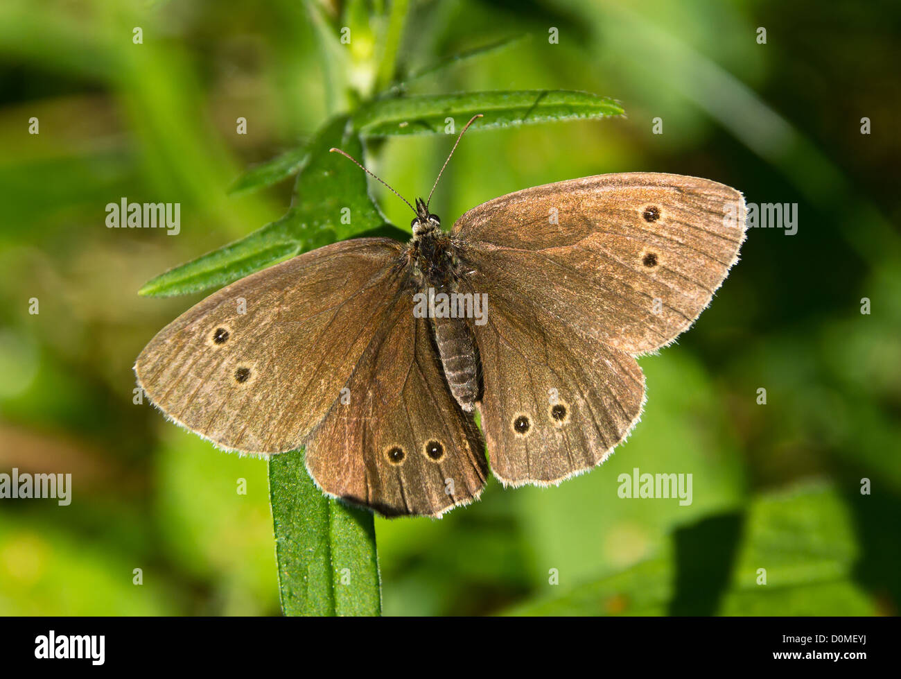 Schmetterling, Ringel, Aufwärmen im Sommersonne Strahlen. Stockfoto