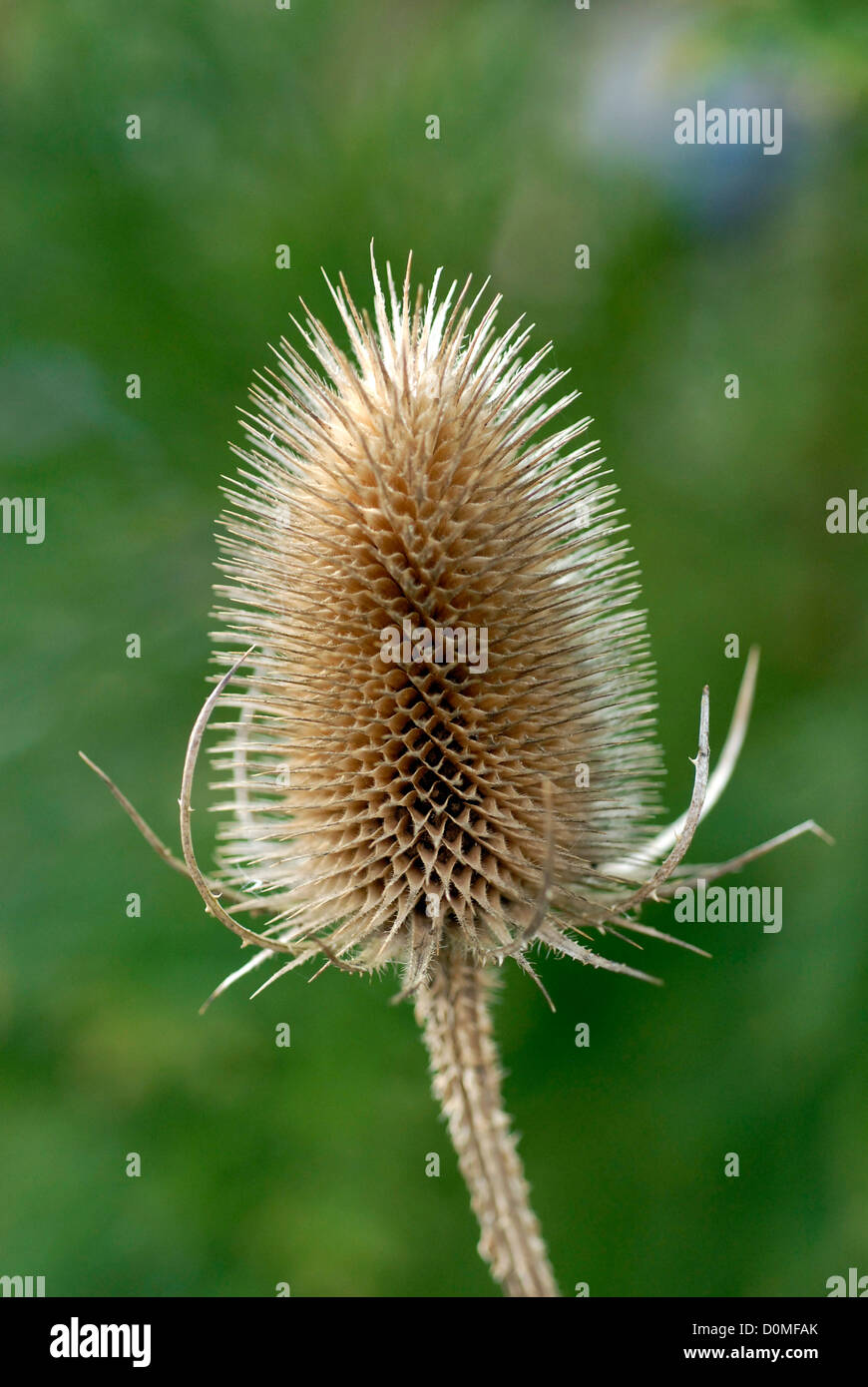 Karde Teazel Teazle Samenköpfe im Spätherbst, Wales UK Stockfoto