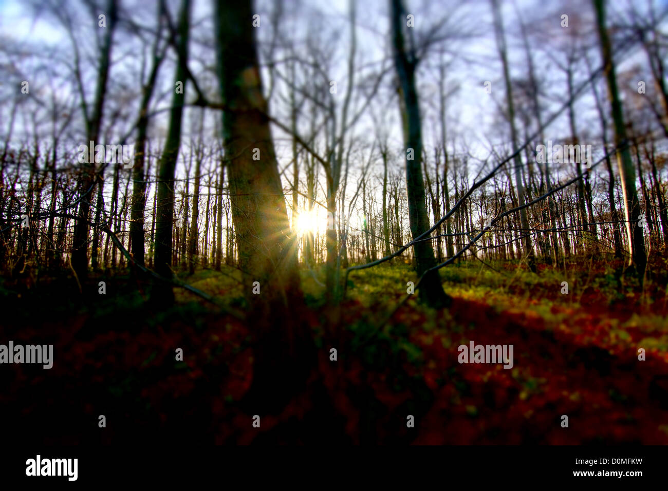 Bäume in einem Waldgebiet mit Sonne Flair. Yorkshire Wildlife Trust Brockadale Naturschutzgebiet Stockfoto