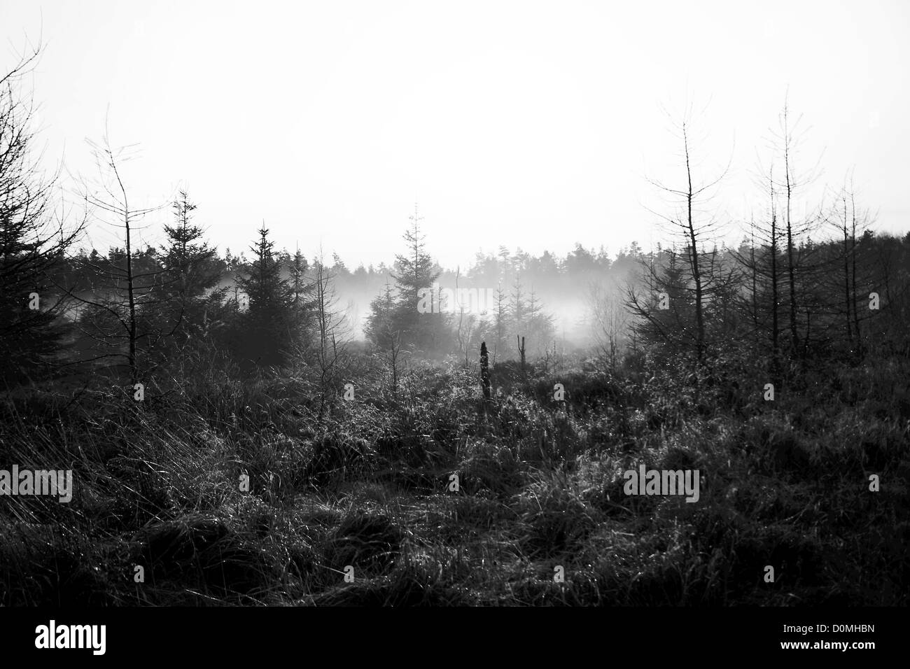 Am frühen Morgen Nebel über den Bäumen im Dalby Forest, North Yorkshire Stockfoto