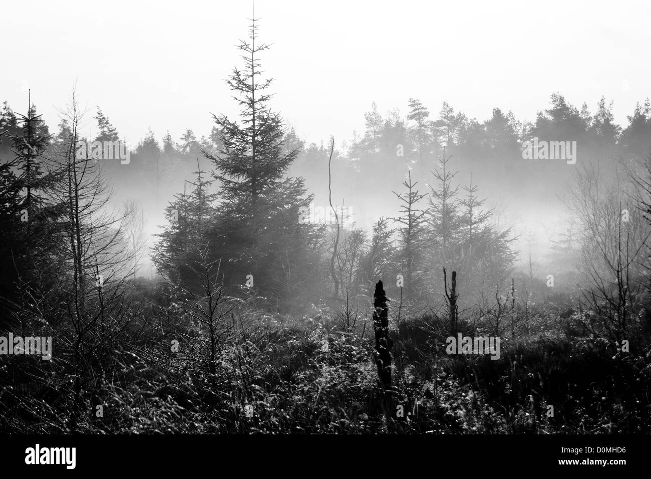 Am frühen Morgen Nebel über den Bäumen im Dalby Forest, North Yorkshire Stockfoto