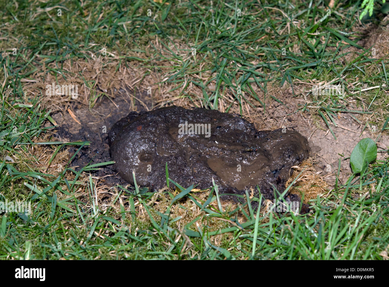 LATRINE DACHS (MELES MELES) Stockfoto