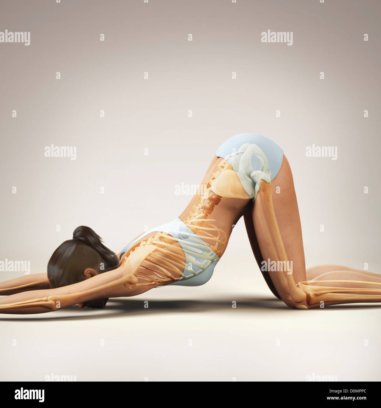 Skelett über einen weiblichen Körper in erweiterten Welpen Pose zeigt die Skelette Ausrichtung von diesem bestimmten Yogastellung geschichtet. Stockfoto