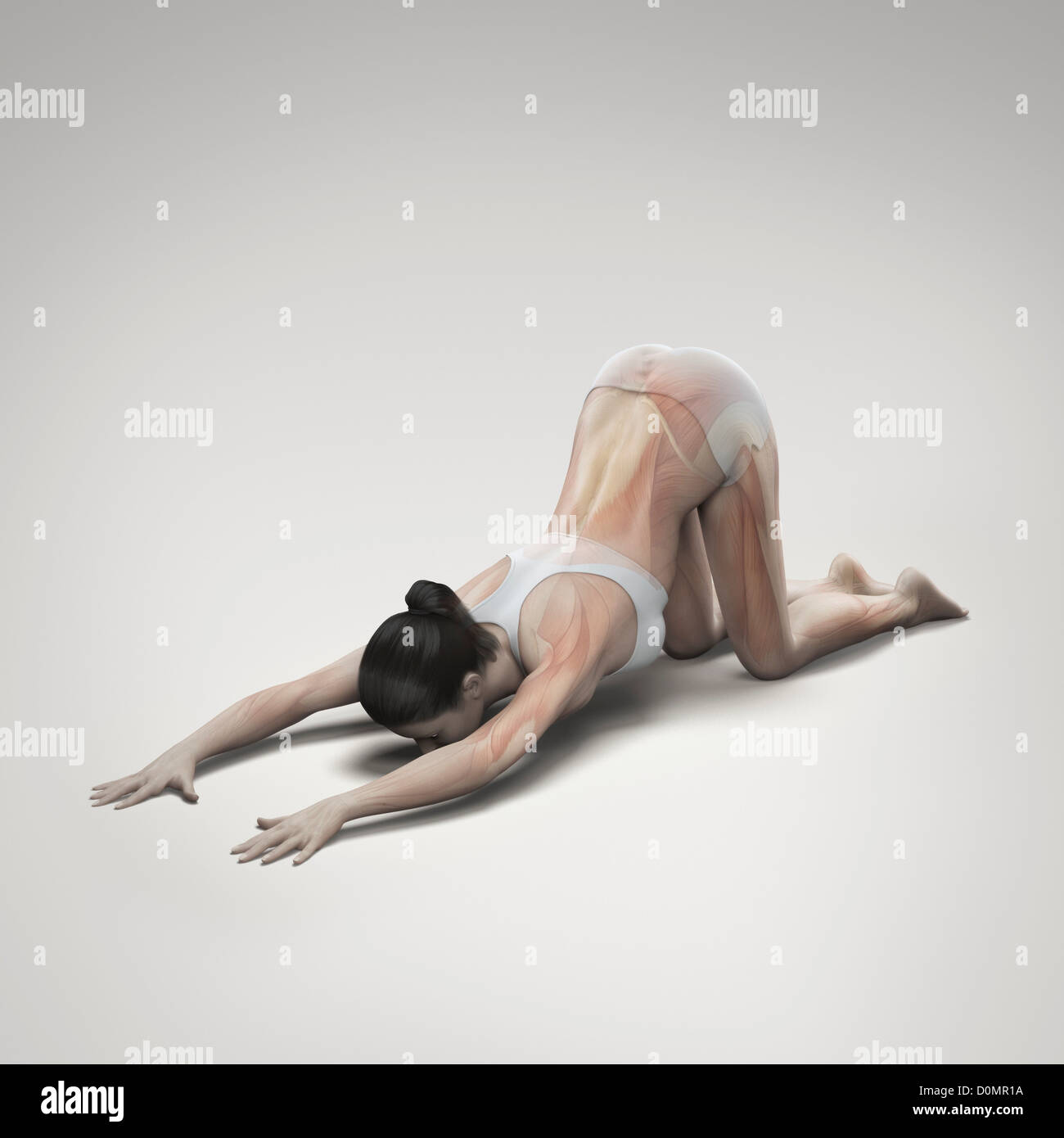 Muskulatur über den weiblichen Körper in erweiterten Welpen Pose zeigt Aktivität bestimmter Muskelgruppen in diesem bestimmten Yoga geschichtet Stockfoto