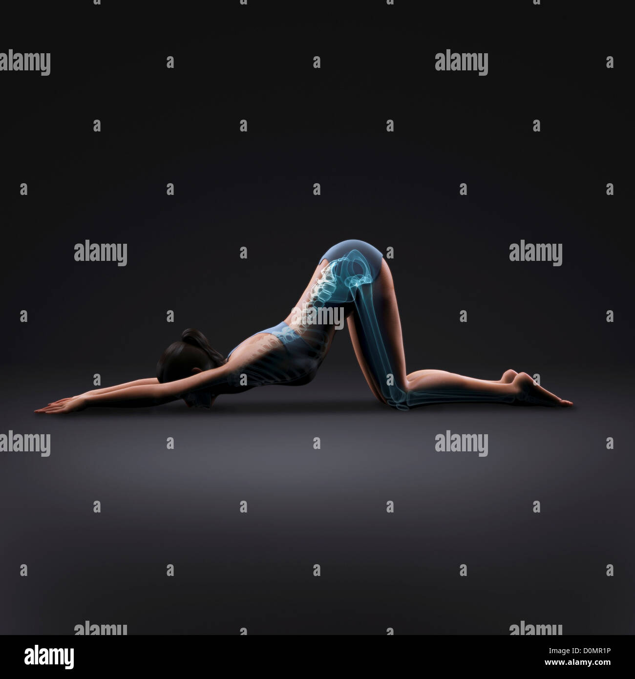 Skelett über einen weiblichen Körper in erweiterten Welpen Pose zeigt die Skelette Ausrichtung von diesem bestimmten Yogastellung geschichtet. Stockfoto