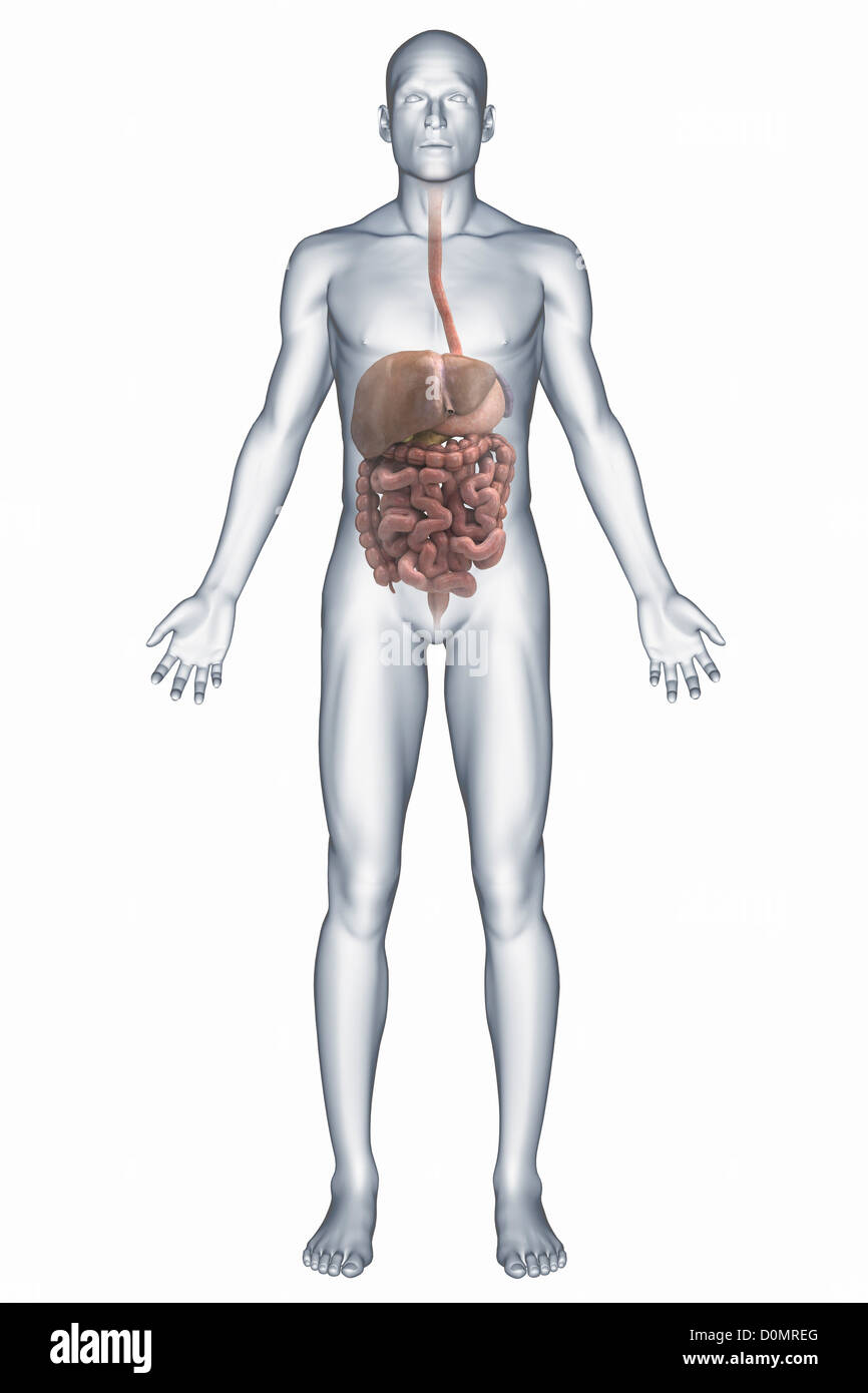 Eine Darstellung der menschlichen Verdauungssystem, einschließlich der Leber, Magen und die großen und kleinen Därme. Stockfoto