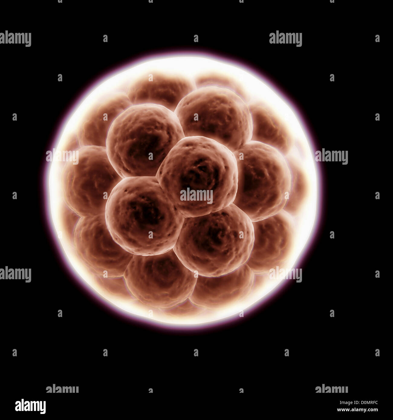 Cluster von Blastomeren bilden eine entwickelnde Morula. Stockfoto