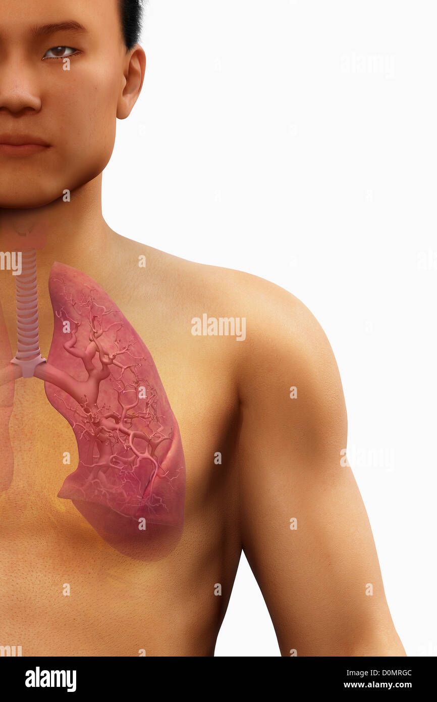 Anatomisches Modell zeigt die Struktur der linken menschlichen Lunge. Stockfoto