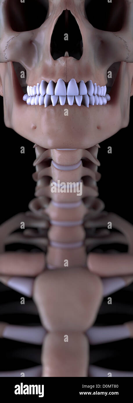 Anatomisches Modell zeigt die Sternoklavikulargelenk Artikulation. Stockfoto