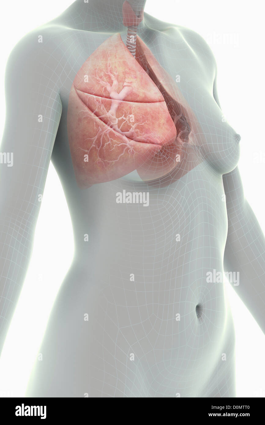 Eine stilisierte Frauengestalt mit einem Draht Rahmen aussehen mit den Organen des respiratorischen Systems sichtbar. Stockfoto