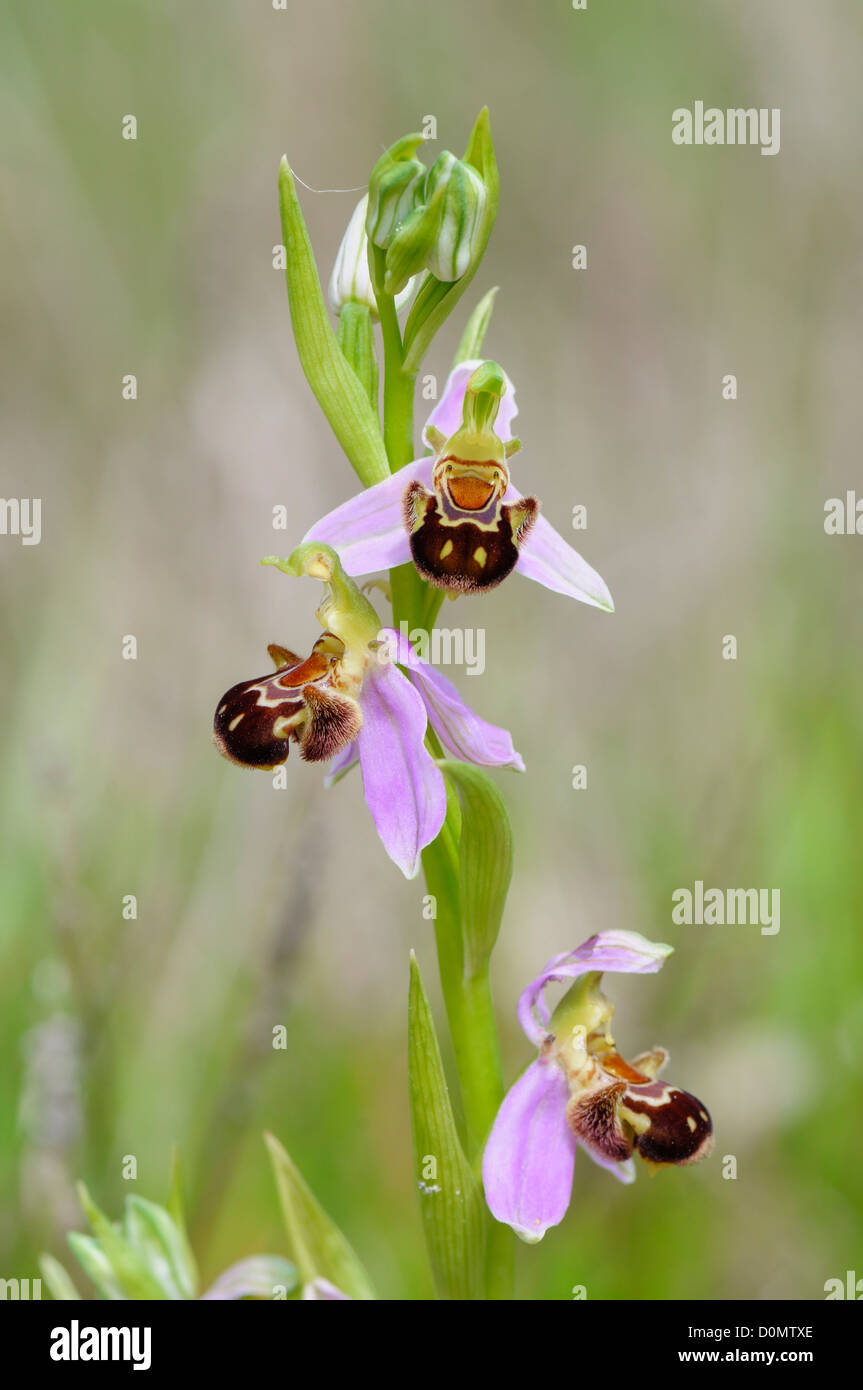 Bienenökologie Ragwurz, Ophrys Apifera, Biene Orchidee Stockfoto