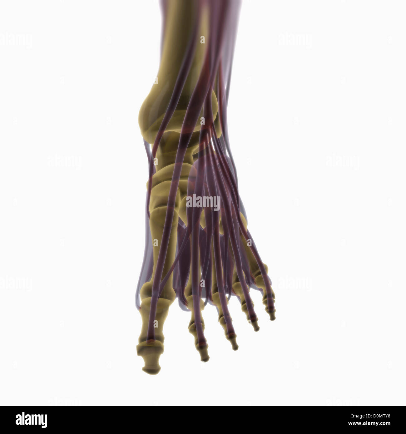Anatomisches Modell zeigt die Muskeln des linken Fußes. Stockfoto
