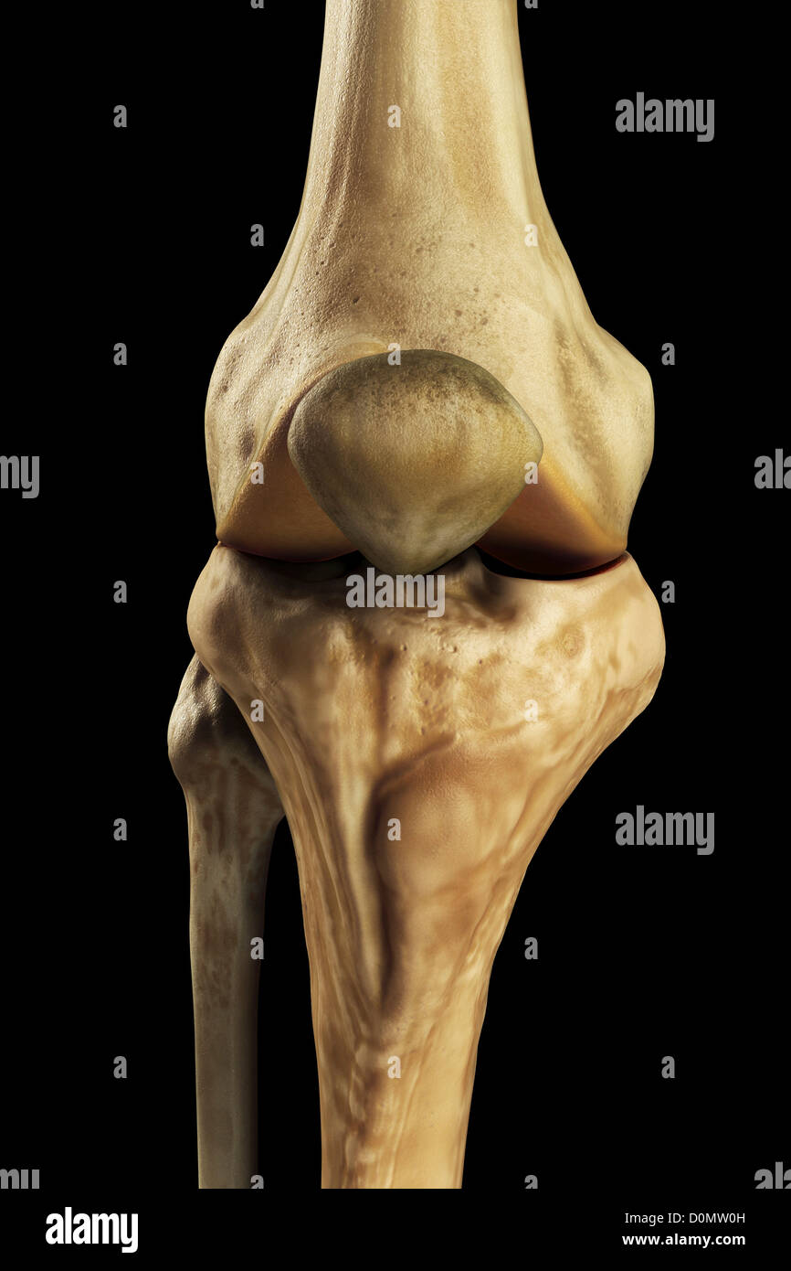 Das Modell zeigt das menschliche Kniegelenk und seine verbindenden Knochen. Stockfoto