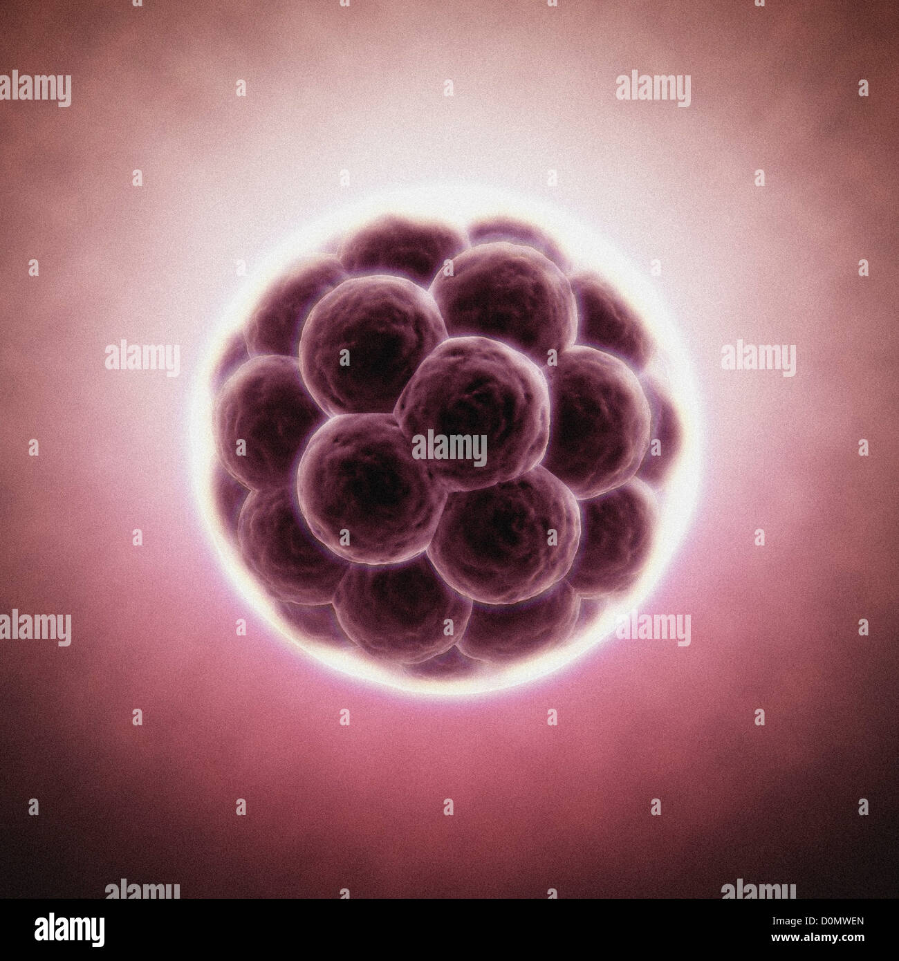 Cluster von Blastomeren bilden eine entwickelnde Morula. Stockfoto