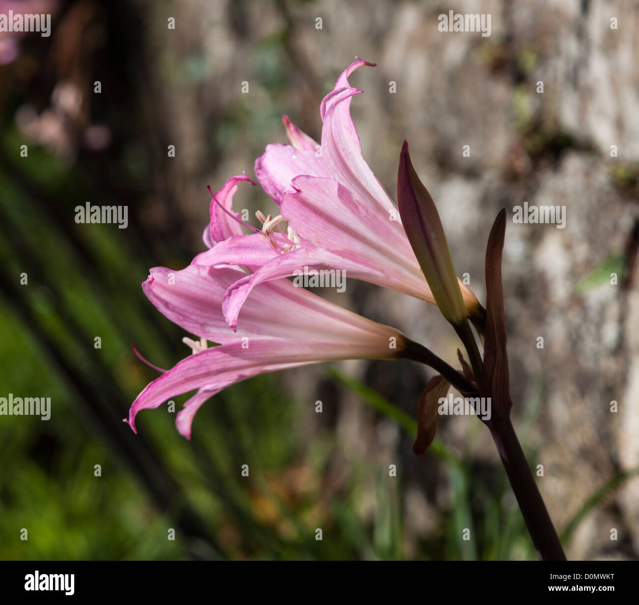 Jersey Lily, Amaryllis Belladonna, Jersey, Kanalinseln, Großbritannien Stockfoto