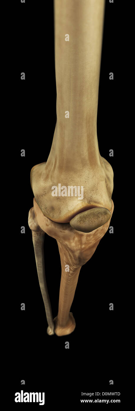 Das Modell zeigt das menschliche Kniegelenk und seine verbindenden Knochen. Stockfoto