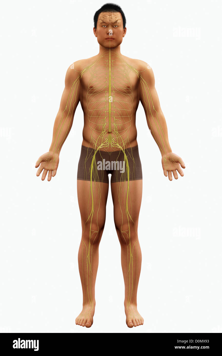 Anatomisches Modell zeigt das Nervensystem. Stockfoto
