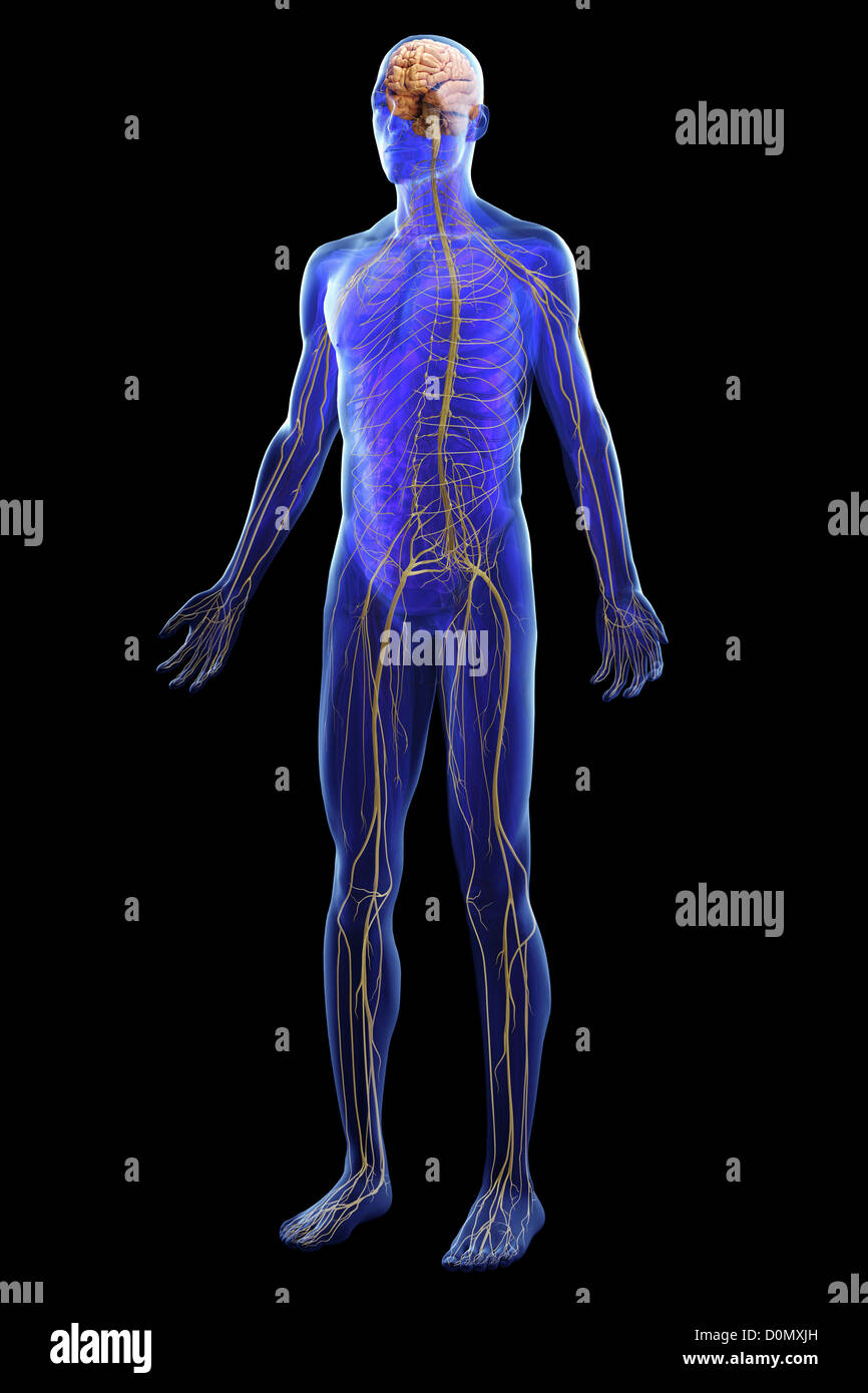 Anatomisches Modell zeigt das menschliche Nervensystem. Stockfoto