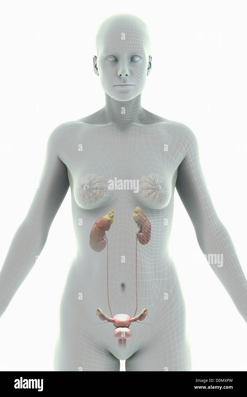 Eine stilisierte Frauengestalt mit einem Draht Rahmen aussehen mit den Organen der Harnwege sichtbar. Stockfoto