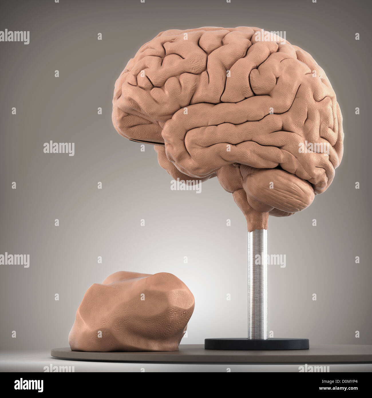 Clay-Modell zeigt die anatomische Struktur des Gehirns. Stockfoto