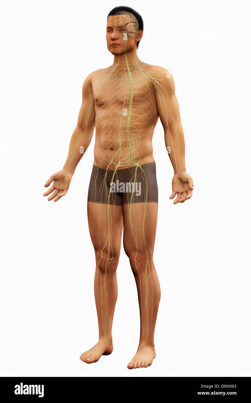 Anatomisches Modell zeigt die Struktur des Nervensystems. Stockfoto
