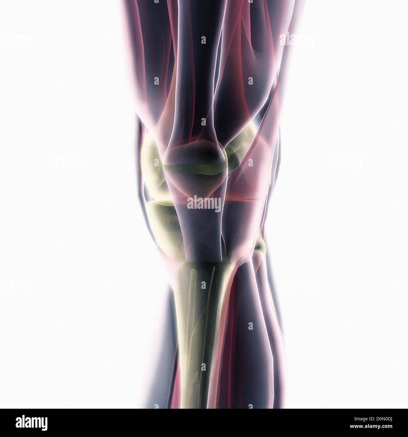 Anatomisches Modell zeigt Muskelstruktur des Knies. Stockfoto