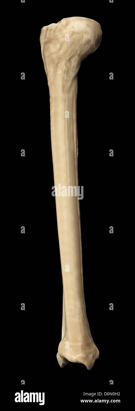 Modell der Tibia und Fibula Knochen, die Bestandteil der menschlichen Bein. Stockfoto