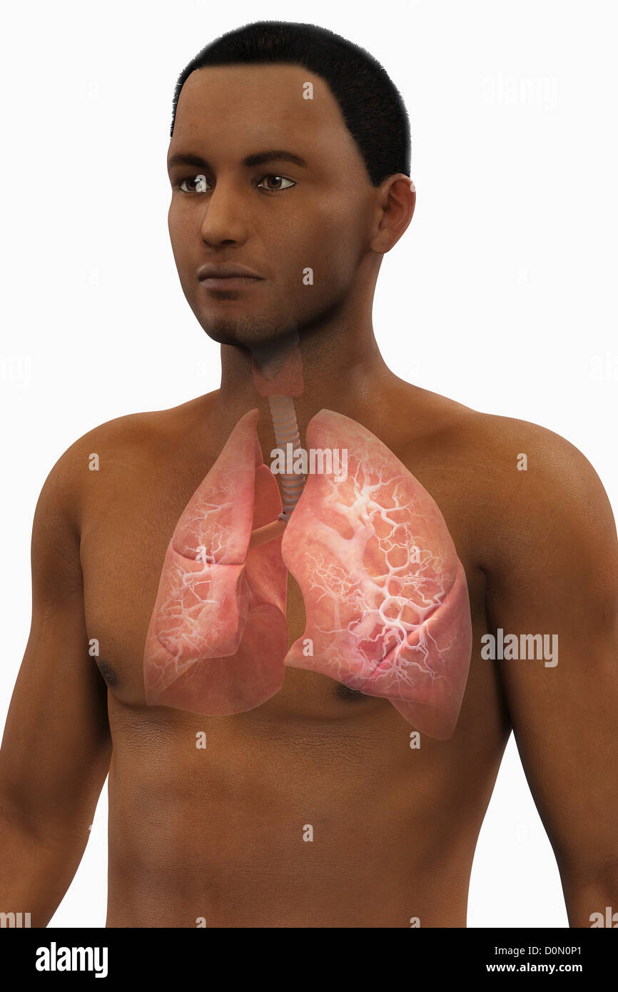 Ein Blick auf eine männliche Figur der Afrikaner zeigt die Anatomie der Atemwege. Stockfoto